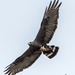 Zone-tailed Hawk - Photo (c) Rachel Lee Young, some rights reserved (CC BY-NC), uploaded by Rachel Lee Young