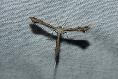 Stenoptilodes taprobanes