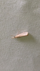 Agriphila straminella