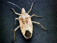 Agaeus