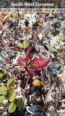 Micranthes hieraciifolia