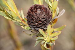 Leucadendron chamelaea
