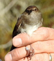 Bradypterus sylvaticus