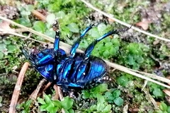 Anoplotrupes stercorosus