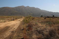 Leucadendron chamelaea