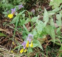 Melampyrum nemorosum