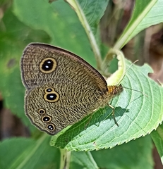 Ypthima nikaea