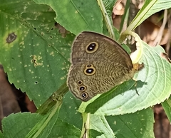 Ypthima nikaea