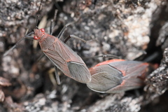 Leptocoris tagalicus