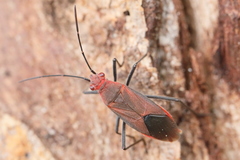 Leptocoris tagalicus