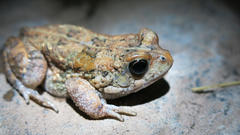 Sclerophrys pusilla