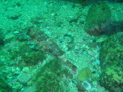 Chelidonichthys capensis