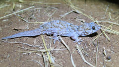 Chondrodactylus turneri