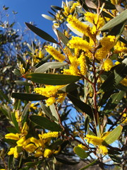 Acacia subtilinervis