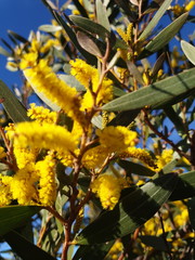 Acacia subtilinervis