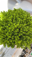 Veronica armstrongii