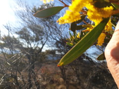 Acacia subtilinervis