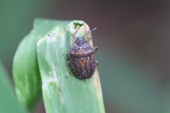 Storthecoris nigriceps