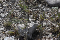 Erpetogomphus crotalinus