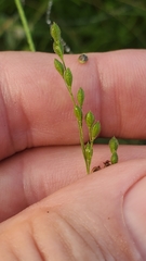 Kellochloa brachyantha