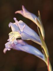 Gladiolus gracilis