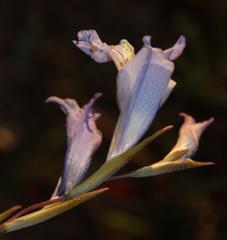 Gladiolus gracilis