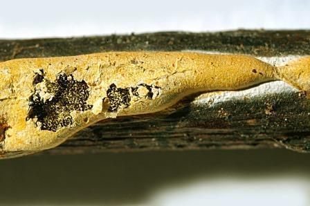 Nannengaella alpestris