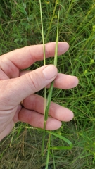 Kellochloa brachyantha