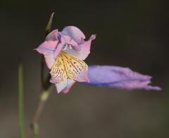 Gladiolus gracilis - Photo (c) Tony Rebelo, algunos derechos reservados (CC BY-SA), subido por Tony Rebelo