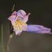 Gladiolus gracilis - Photo (c) Tony Rebelo, algunos derechos reservados (CC BY-SA), uploaded by Tony Rebelo