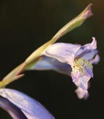 Gladiolus gracilis