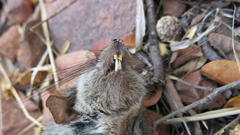 Graphiurus