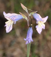Gladiolus gracilis