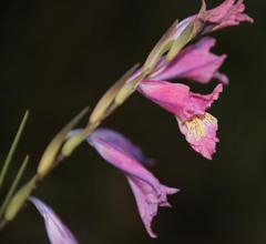 Gladiolus gracilis