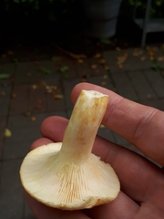 Lactarius auriolla
