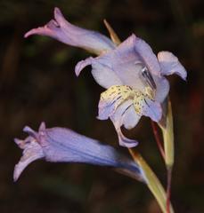 Gladiolus gracilis