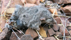 Graphiurus