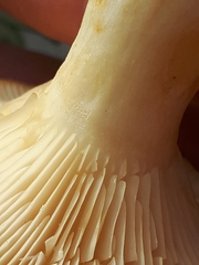 Lactarius auriolla