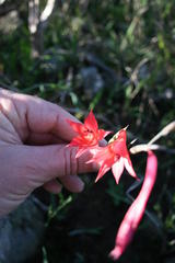 Gladiolus priorii