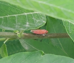 Bothrogonia ferruginea