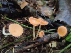 Cookeina sinensis