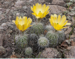 Echinocereus stolonifer tayopensis
