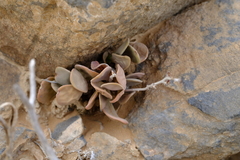 Adromischus alstonii