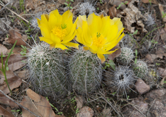 Echinocereus stolonifer tayopensis