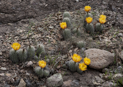 Echinocereus stolonifer tayopensis