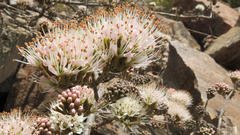 Combretum mossambicense
