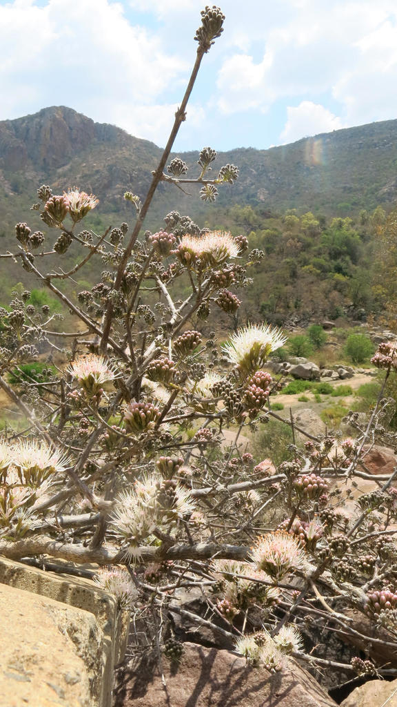 knobbly climbing bushwillow