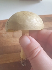 Xerocomus ferrugineus