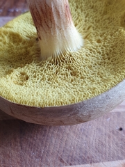 Xerocomus ferrugineus