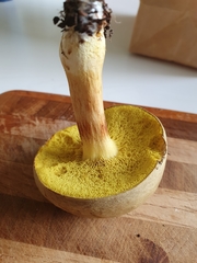 Xerocomus ferrugineus